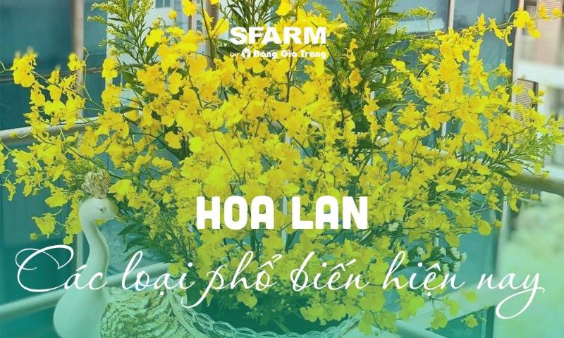 So sánh hoa Lan Sơn Thủy Tiên và Lan Kim Điệp vàng trong chi Dendrobium